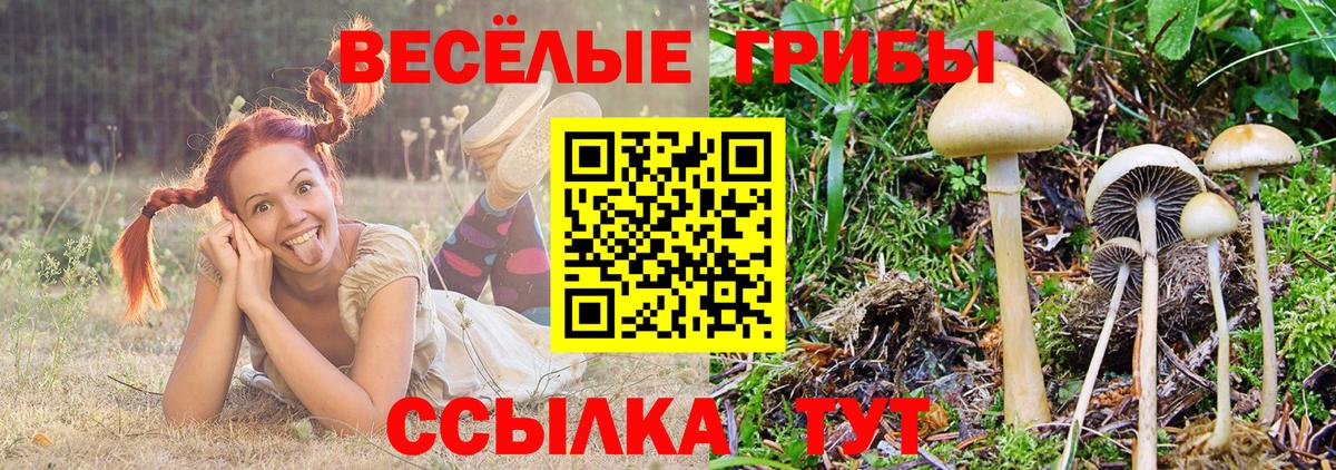 Галлюциногенные грибы GOLDEN TEACHER Павловский Посад